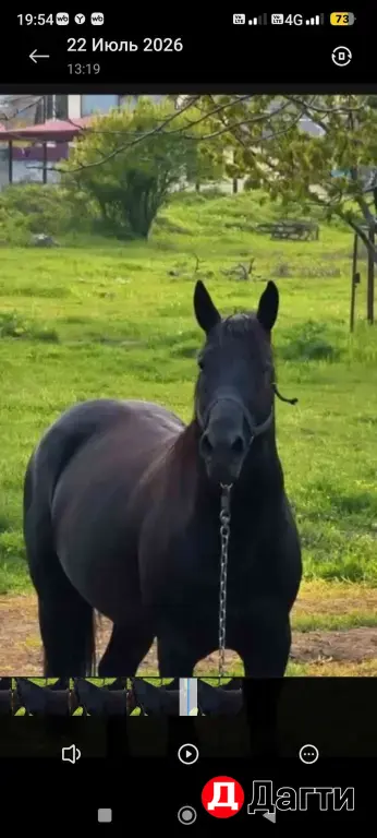Лошади 🏇🏻🐎🐴