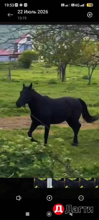Лошади 🏇🏻🐎🐴