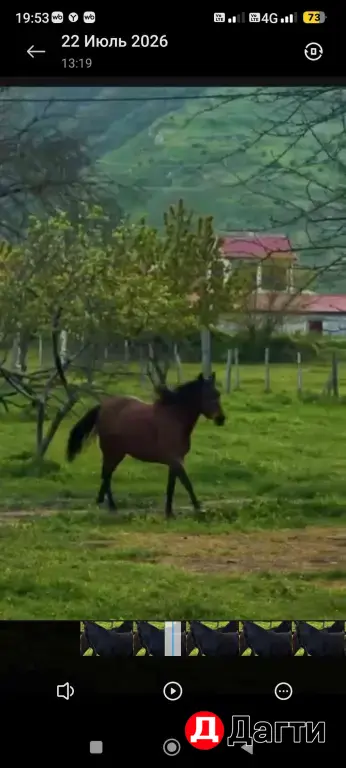 Лошади 🏇🏻🐎🐴