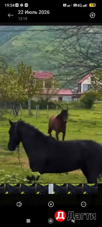 Лошади 🏇🏻🐎🐴