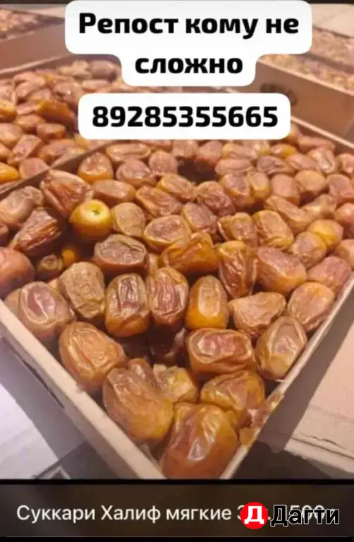 Финики Суккари