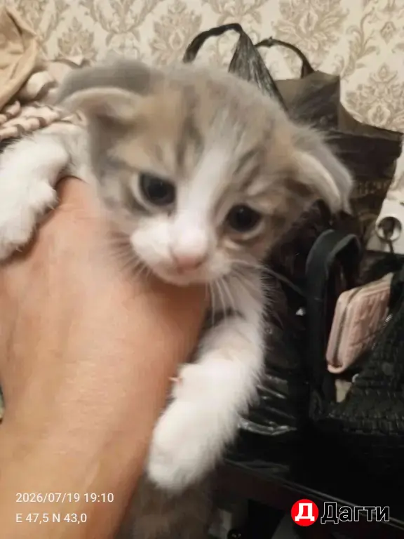 Кошкин дом