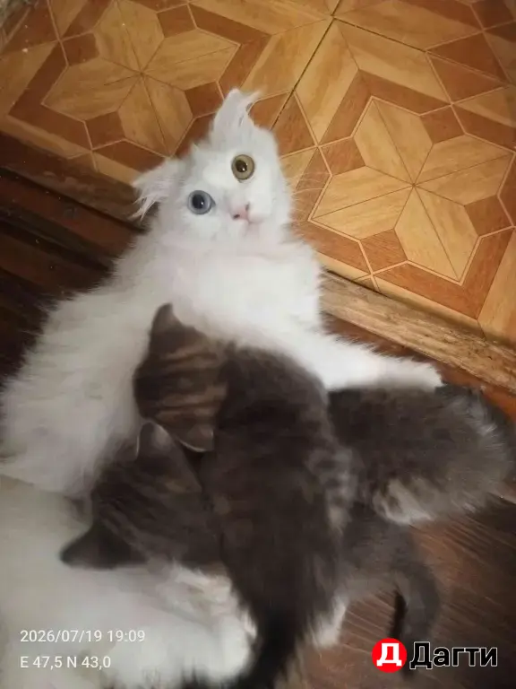 Кошкин дом