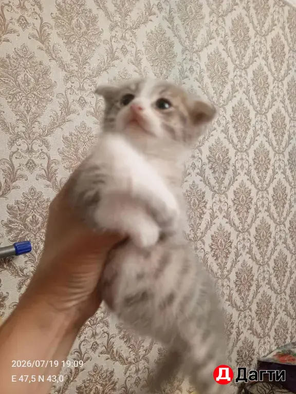 Кошкин дом