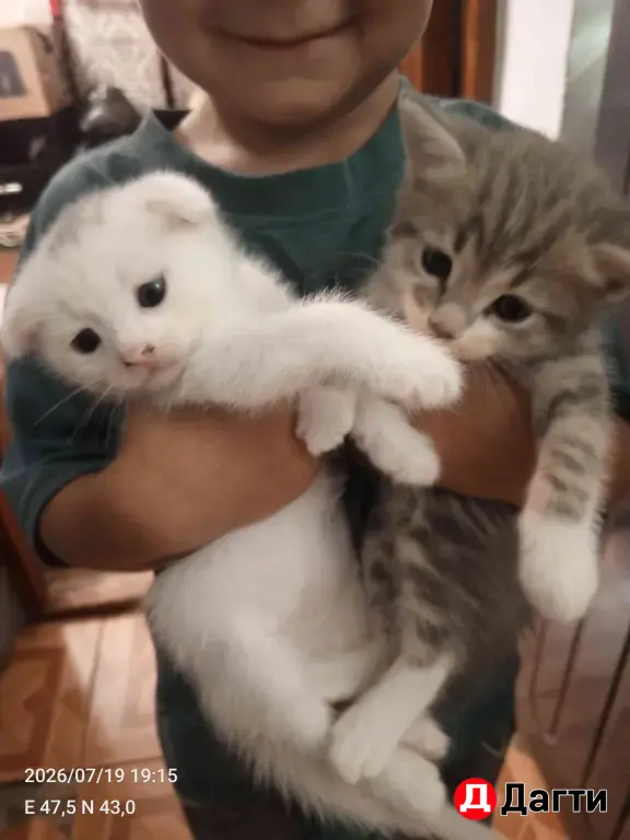 Кошкин дом