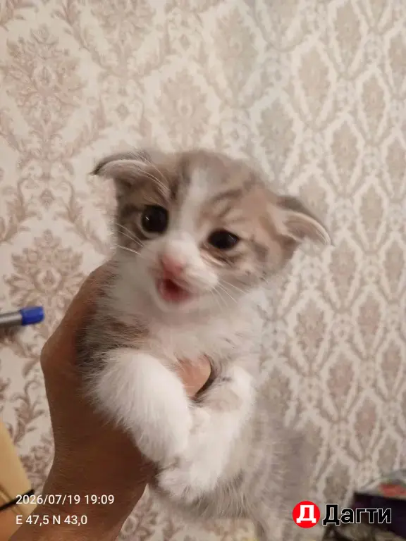 Кошкин дом