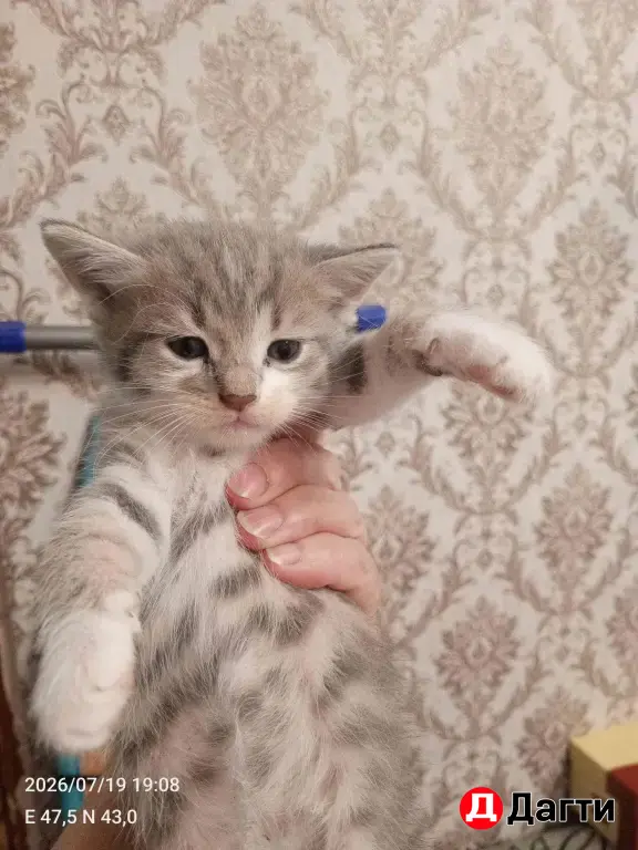 Кошкин дом