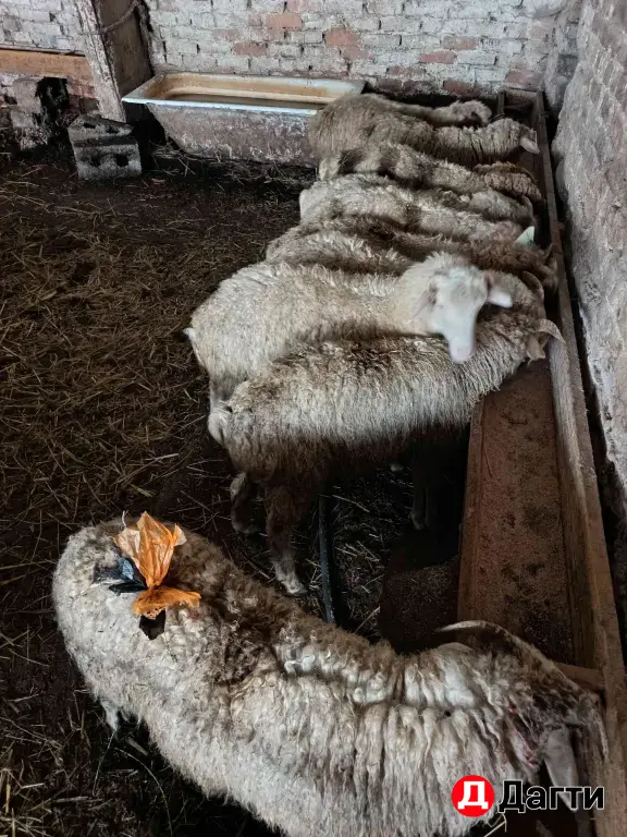 баранчики ягната