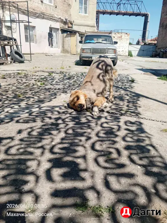 собака собака собака собака собака собака