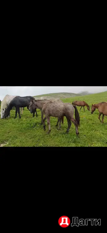 лошади , кабылы деребята