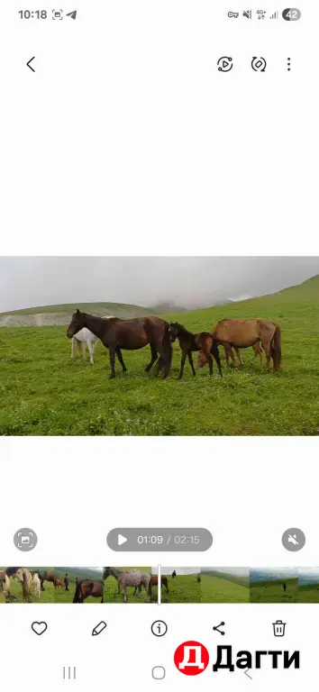 лошади , кабылы деребята