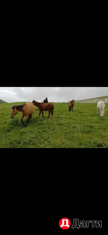лошади , кабылы деребята