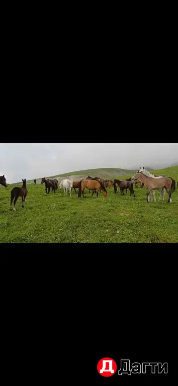 лошади , кабылы деребята