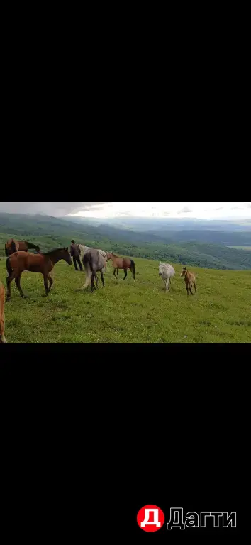 лошади , кабылы деребята