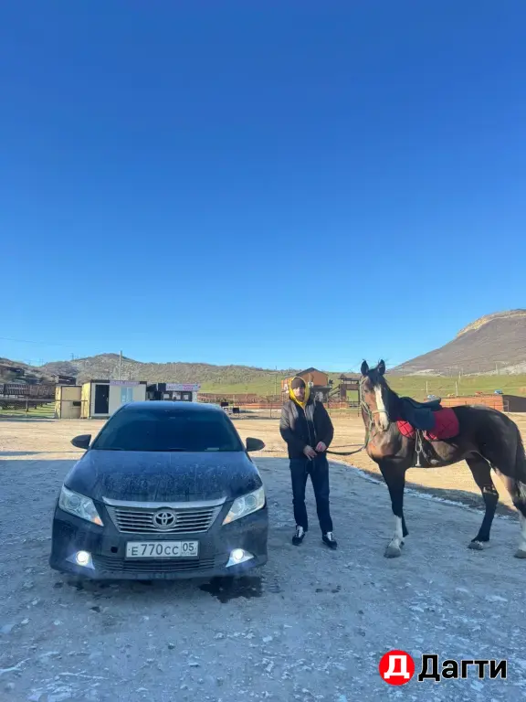Продаю лошадь