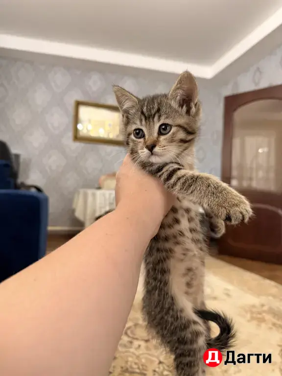 отдам в добрые руки