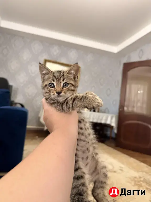 отдам в добрые руки