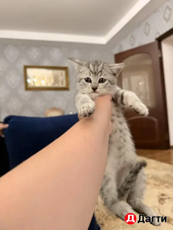 отдам в добрые руки