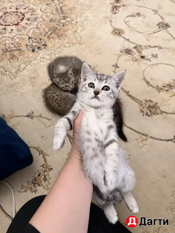 отдам в добрые руки