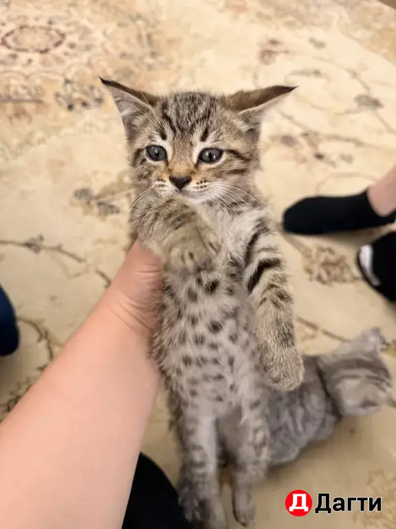 отдам в добрые руки