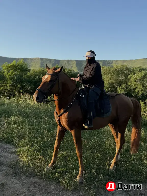 жеребец англобуденовец