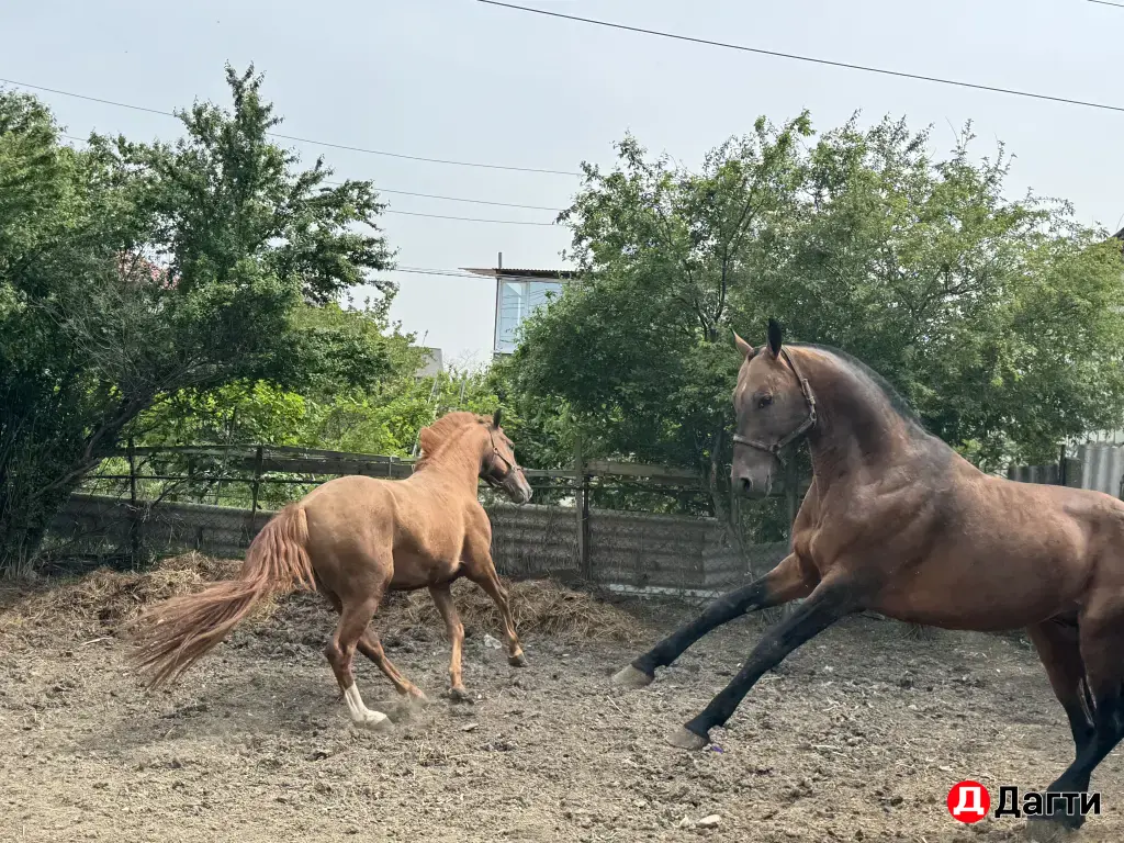 жеребец англобуденовец