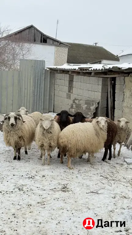 7 голов хорошие бараны