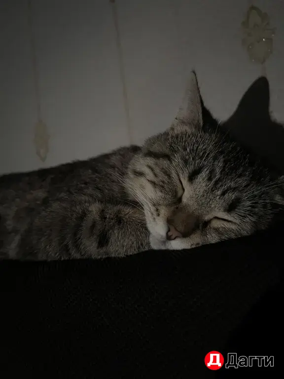 отдам кошку