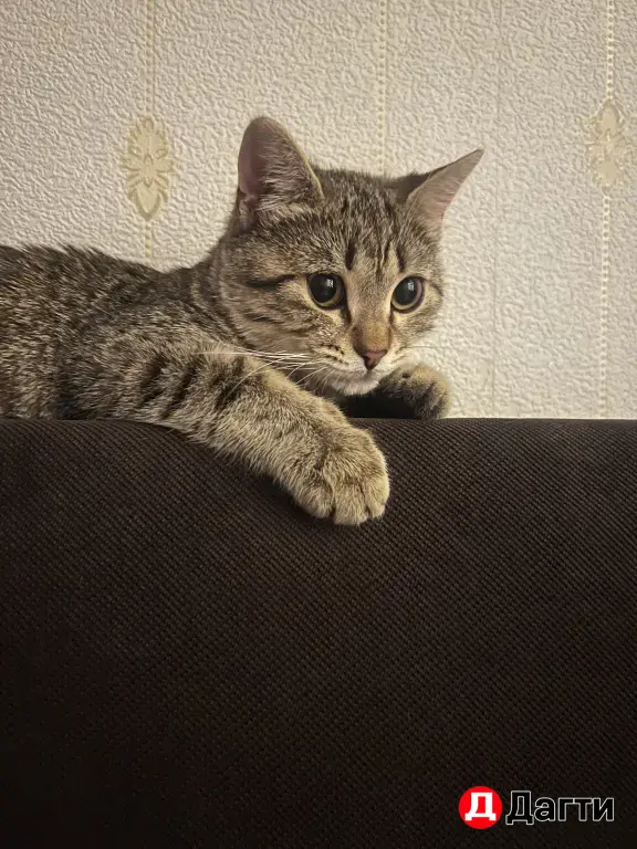 отдам кошку