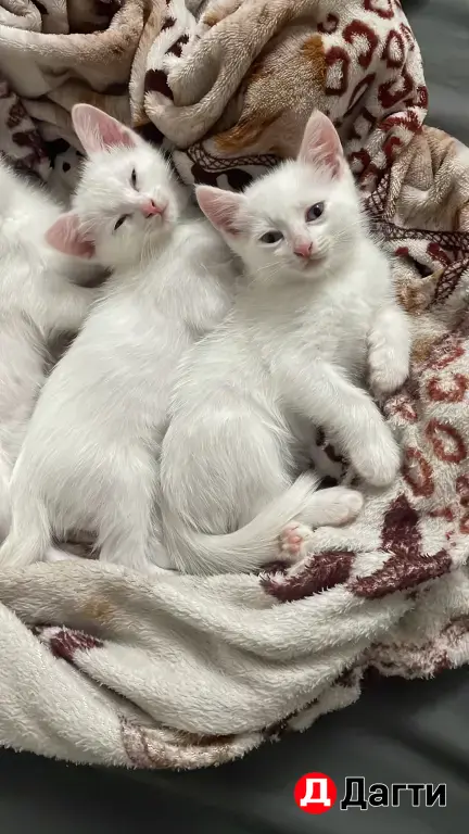 кошка или котята