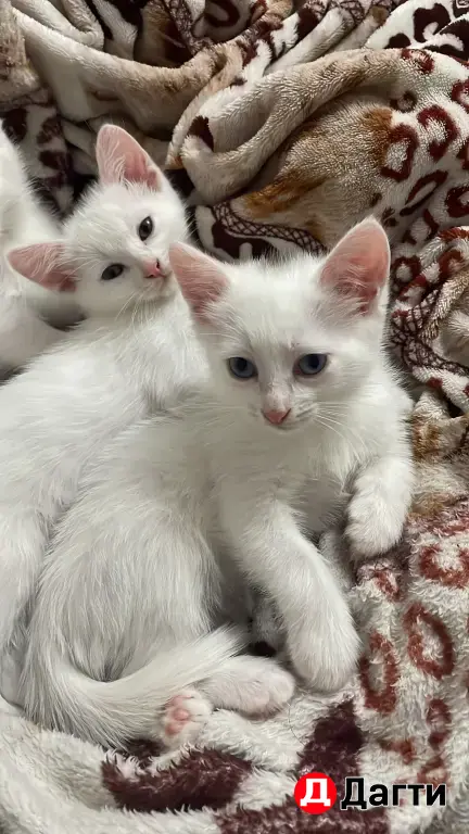 кошка или котята