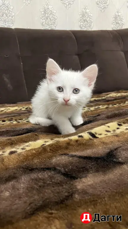кошка или котята