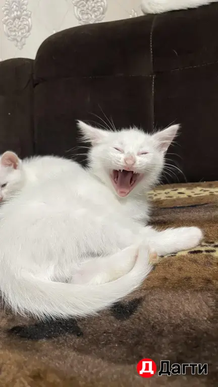кошка или котята