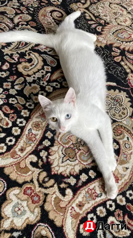 кошка или котята