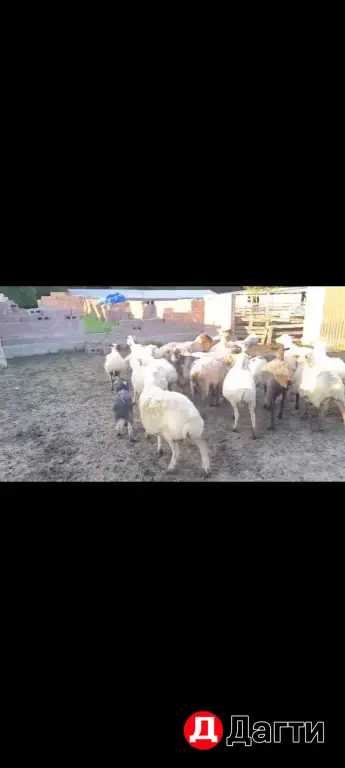 матки и ягнята