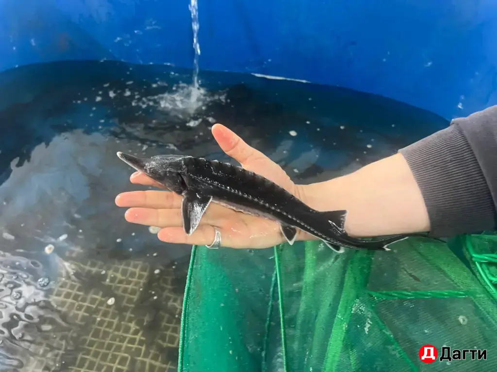 осетр живой