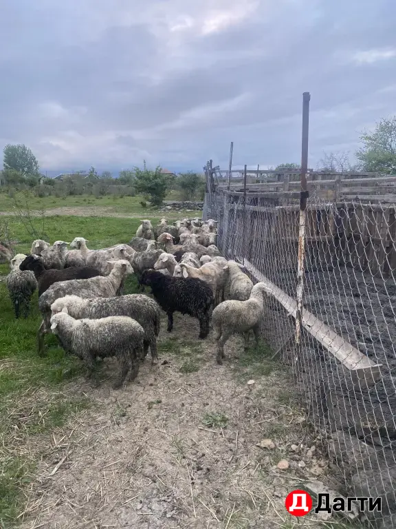 овцы матки