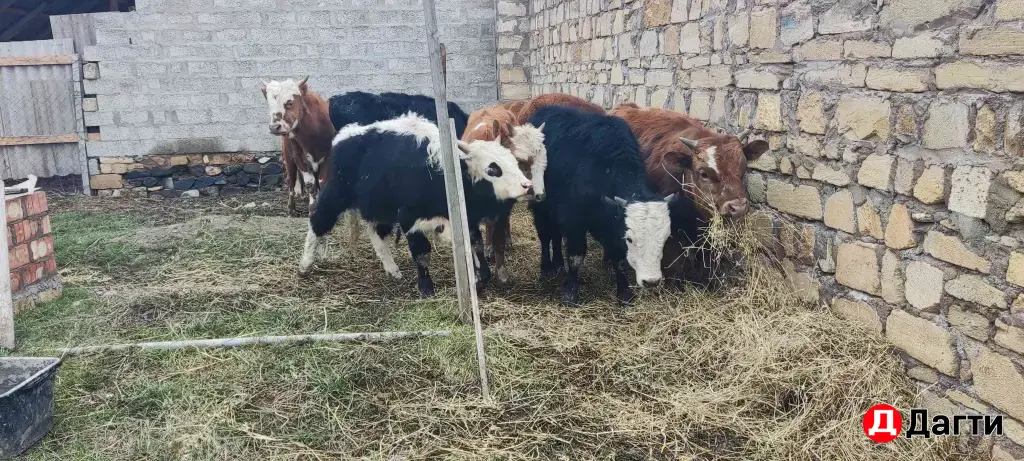 бычки мясных пород