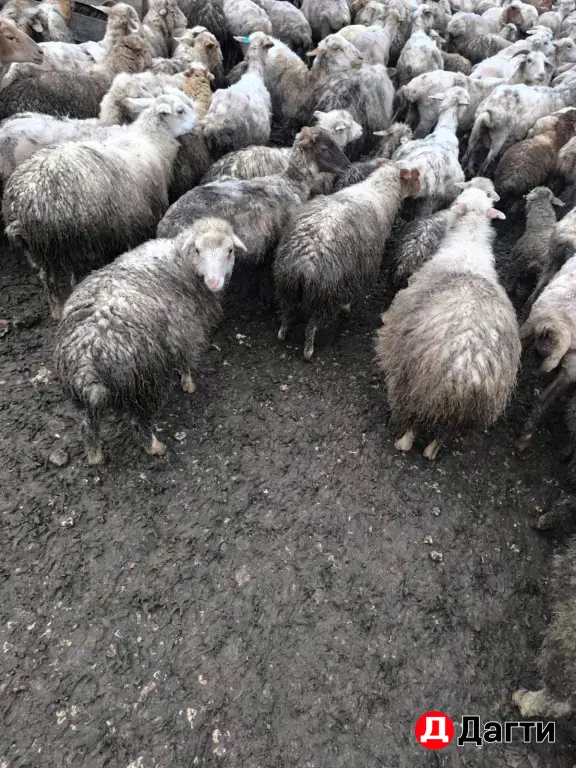 Ягнята 4-5 месяцев