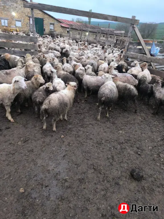 Ягнята 4-5 месяцев