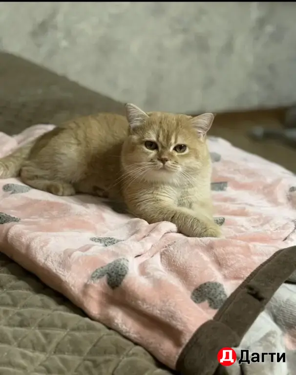 Британский короткошёрстный кот, вязка