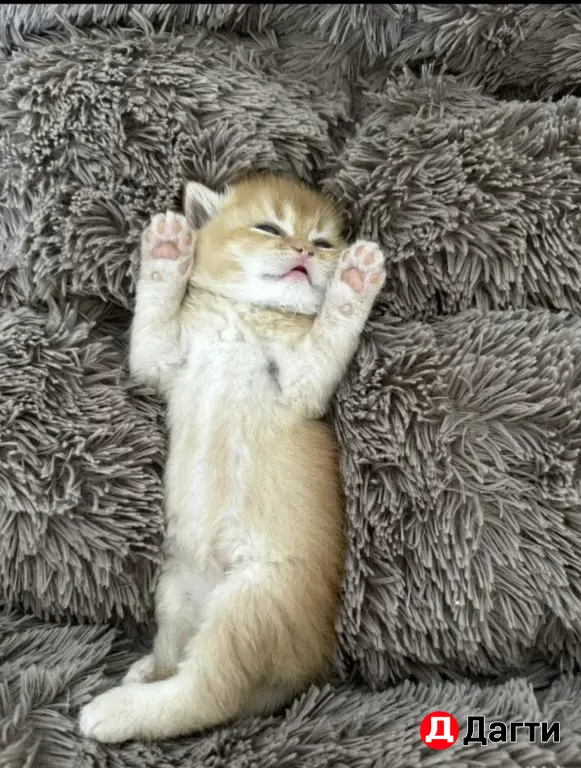 Британский короткошёрстный кот, вязка