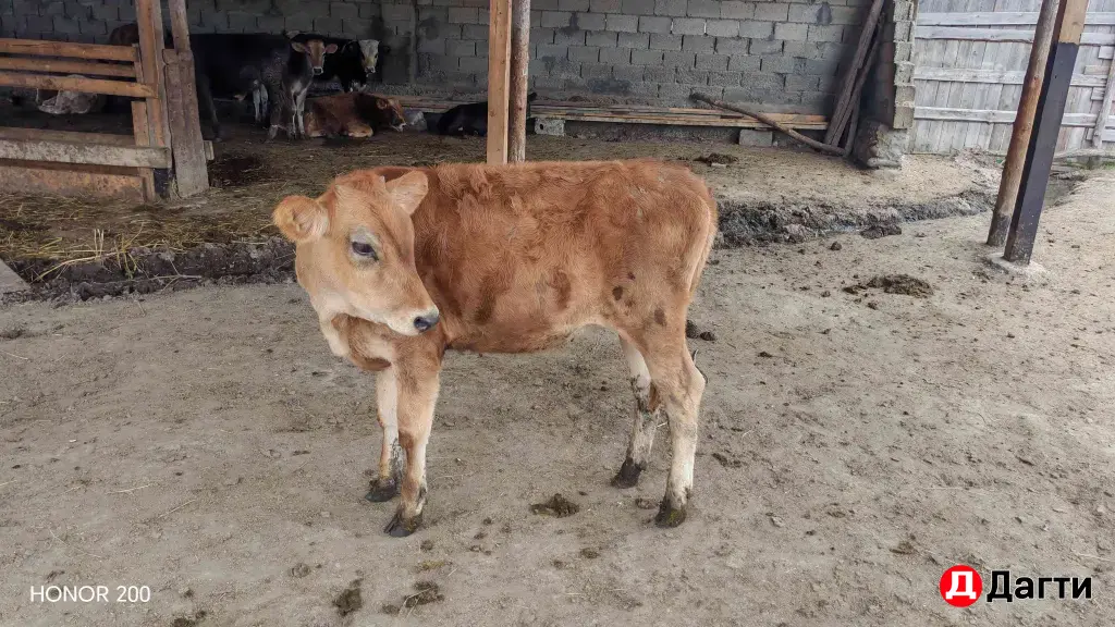 продам тёлок