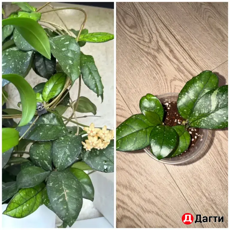 Комнатные растения