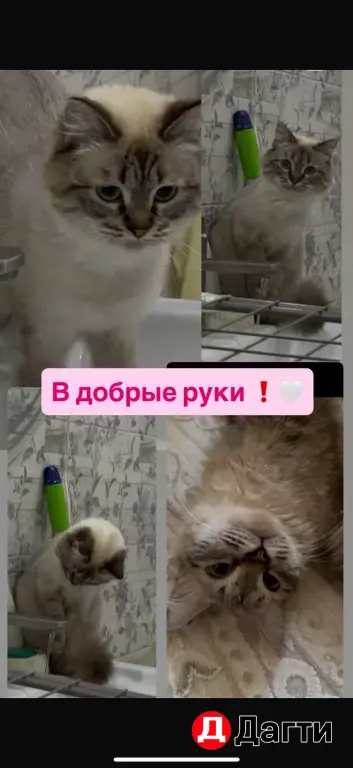 кошка в добрые руки
