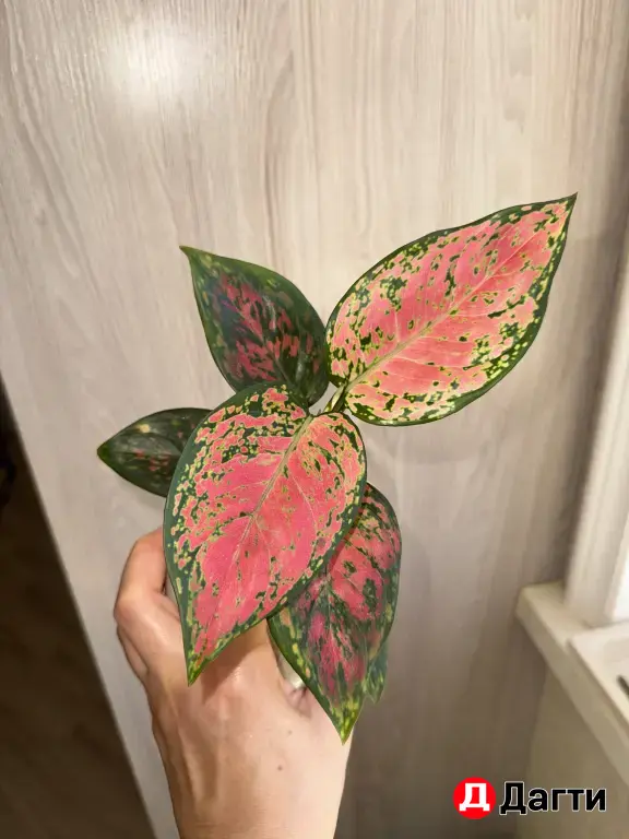 Комнатные цветы