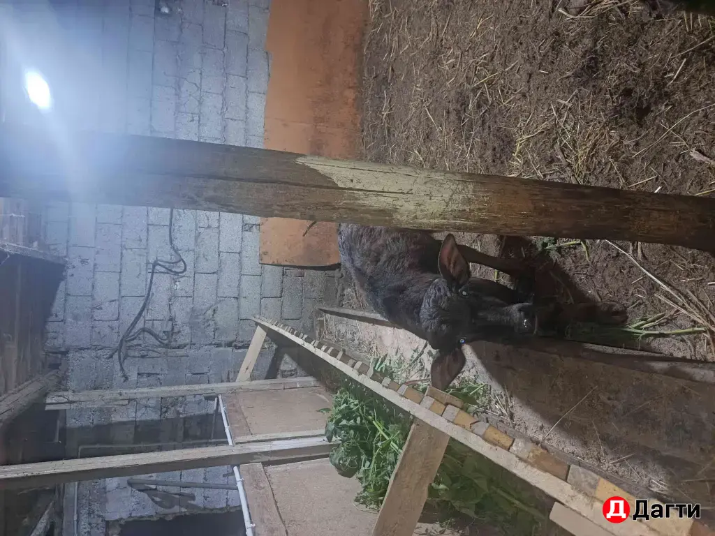буйвол буйволенки