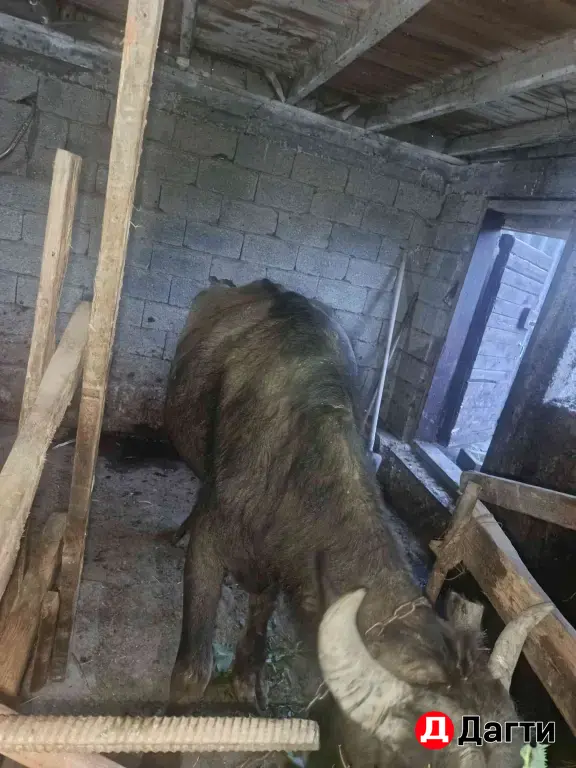 буйвол буйволенки