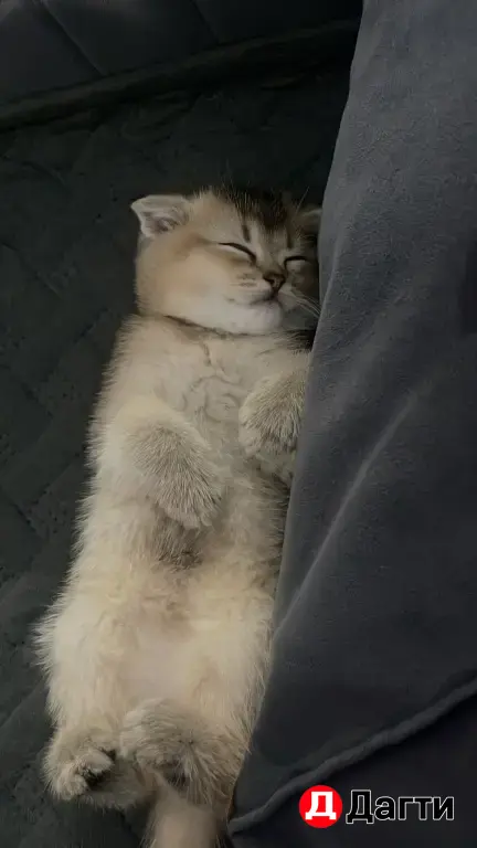 Шиншилла мальчик .