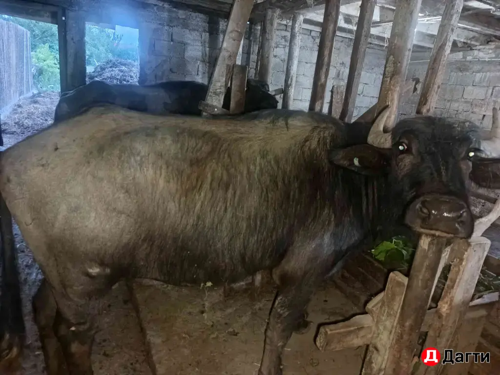 буйвол буйволенки
